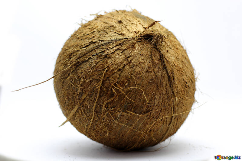 Coconut №18796