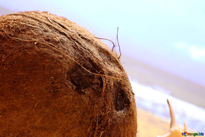 Coconut on the beach №18783