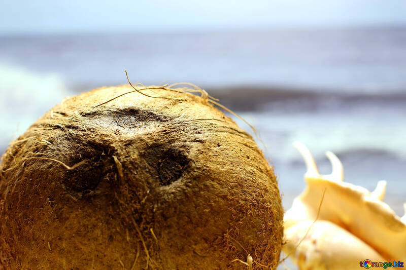 Noix de coco sur la plage №18787