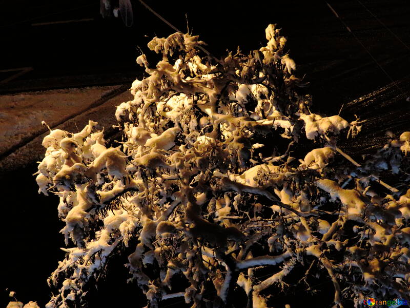 Neve preso em galhos de árvores №18063
