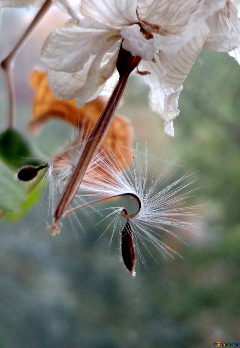 Semillas de flores №18058