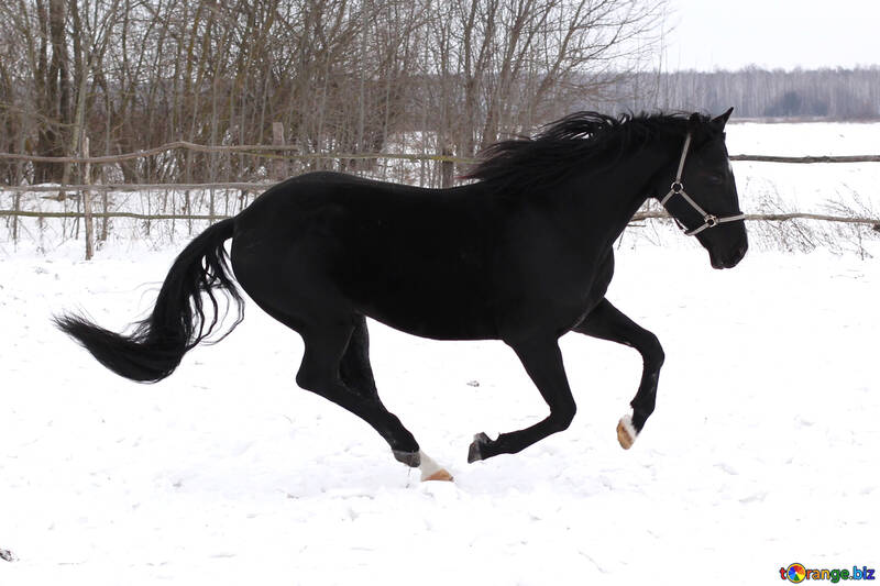 Horse running in winter №18192