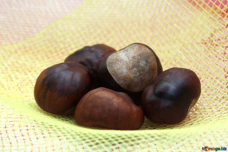 Horse chestnut №18011