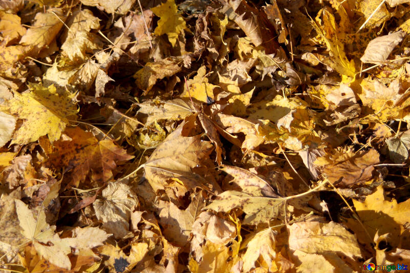 Textura de hojas de otoño №18614