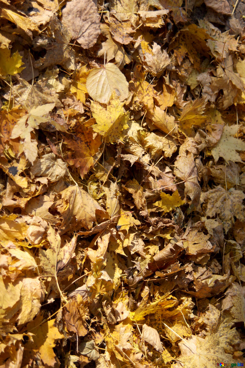 Texture of fallen leaves №18615