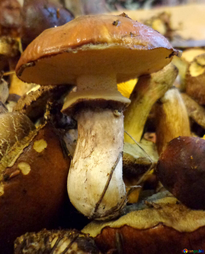 Suillus mushrooms №18056