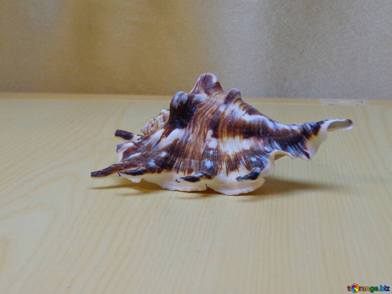 Beautiful shell №18184