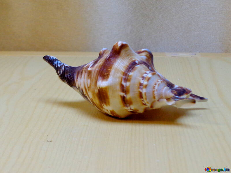 Large shell №18181