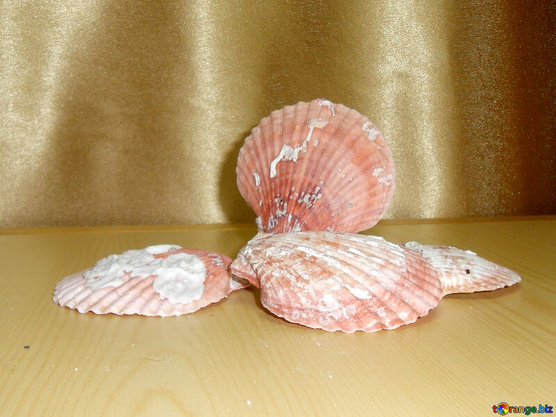 Shell molluscs №18144