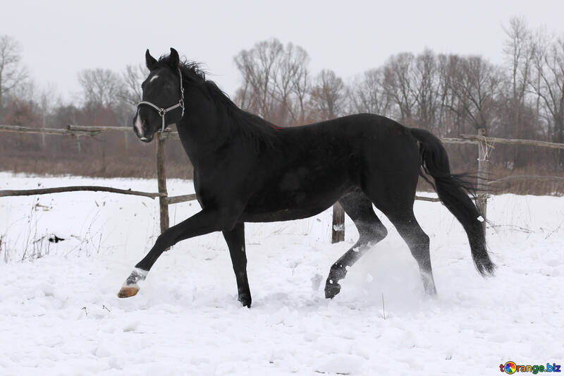 Horse walking in snow №18188