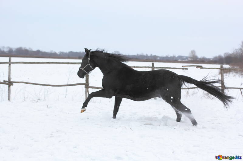 Horse running in the snow №18196