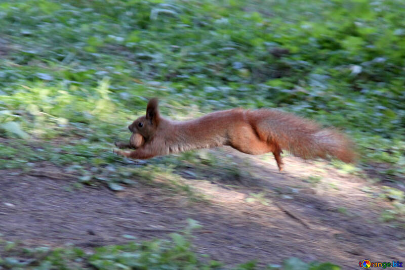 Squirrel runs with nut in his teeth №18620
