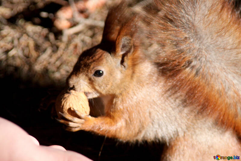 Eichhörnchen nimmt Nut von hand №18626