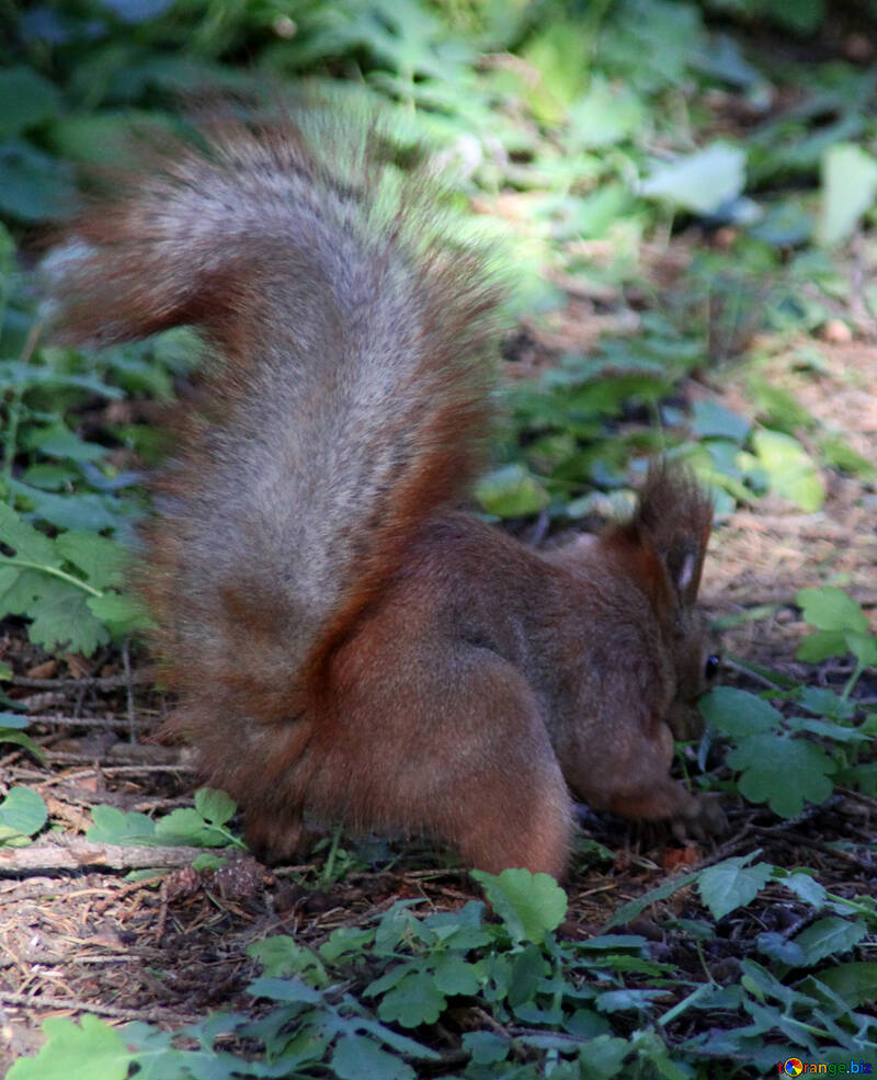 Eichhörnchen vergräbt Nüsse №18618