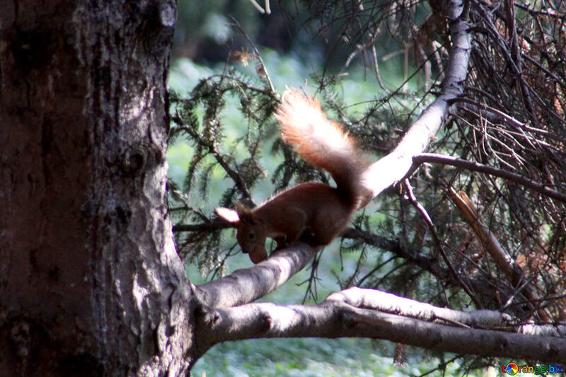 Eichhörnchen auf Baum №18624