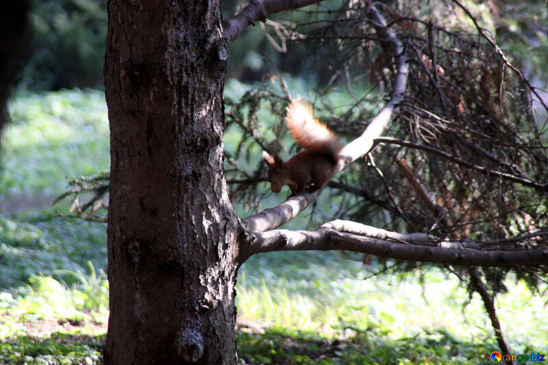 Esquilo na árvore com porca em seus dentes №18625