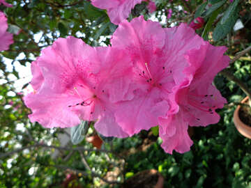 Flores de Azalea №19435