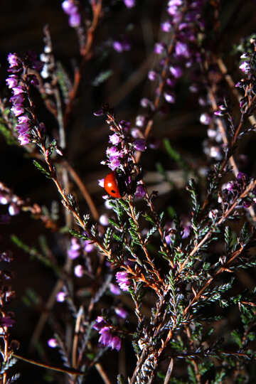 Ladybug on the heather №19111
