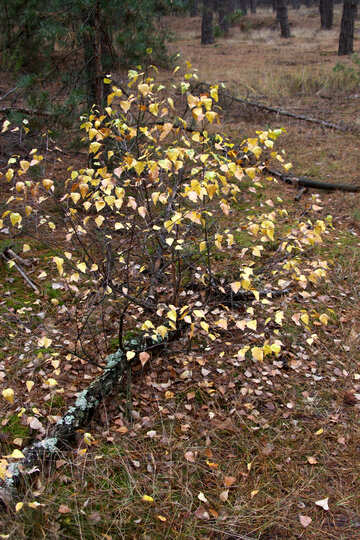 Fallen Birch №19120