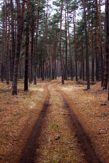 Die Straße im Wald №19086