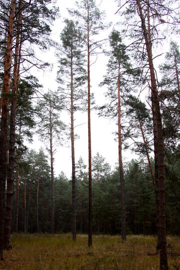 Сосновый лес №19095