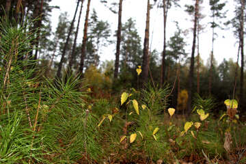 Small pine №19066