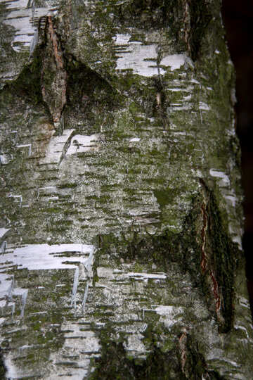 Textura da floresta de bétula №19055