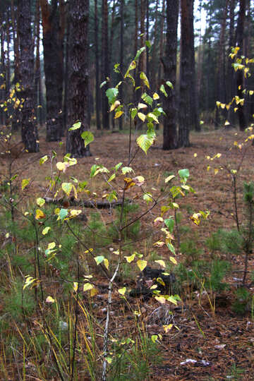 Young birch in pine forest