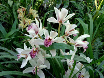 Квітучі орхідеї в саду №19529