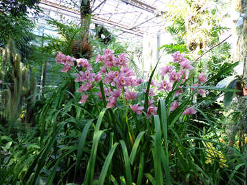 Fiorite orchidee №19531