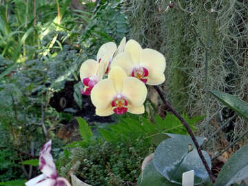 Giardino con orchidee №19516