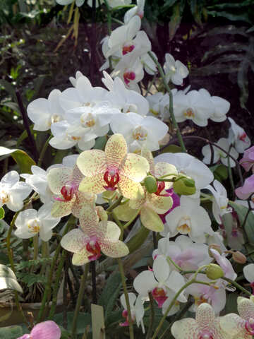 Orchids №19526