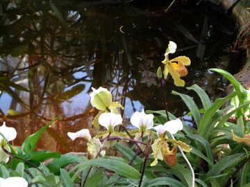 Orchideen am Ufer №19519