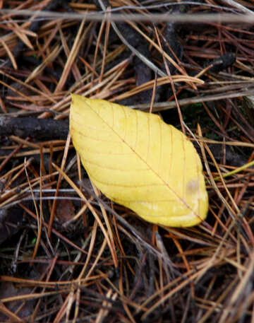 Fallen leaf №19093