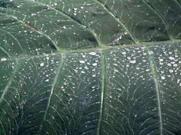 Water on leaves №19497