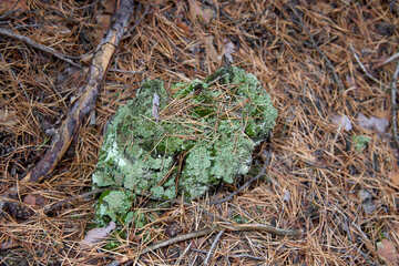 Lichen on tree stump №19099
