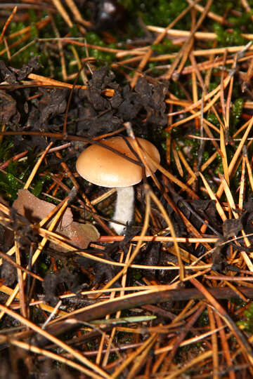 Forest is not edible mushroom №19081