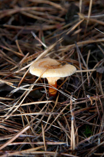 Ginger mushroom №19116
