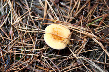 Ginger mushroom №19119