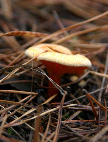 Orange mushroom №19118