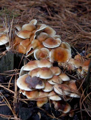 Dangerous mushrooms
