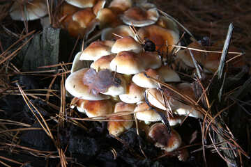 False mushrooms №19110