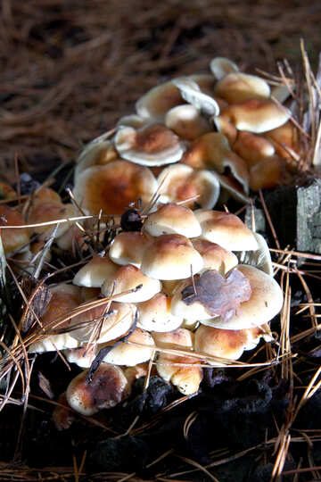 Not edible mushrooms №19109