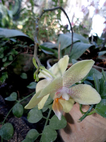 Orchidea №19515