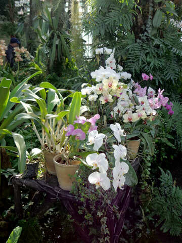 Orchidea №19528