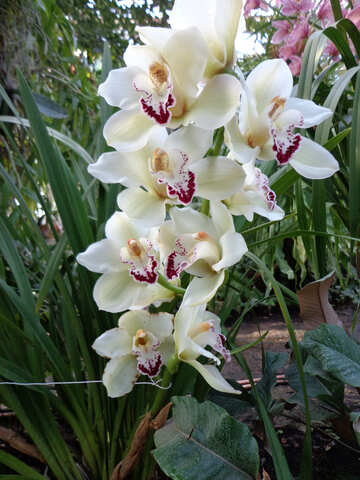Orquídea vivo №19535