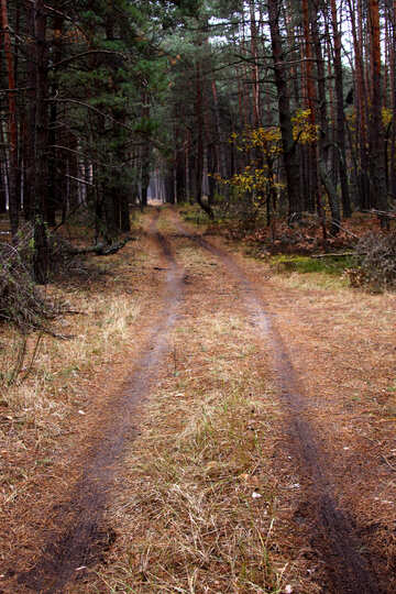 La route qui traverse la forêt №19087