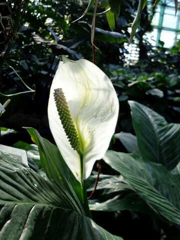 Spathiphyllum white №19494