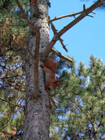 Eichhörnchen läuft auf Holz №19458