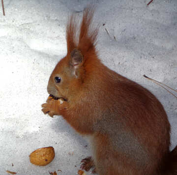 Squirrel №19464